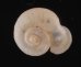 ヒトエボルネオムシオイ (未詳) Chamalycaeus sp.fig.1