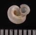 ヒトエボルネオムシオイ (未詳) Chamalycaeus sp.fig.3