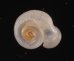ヒトエボルネオムシオイ (未詳) Chamalycaeus sp.fig.1