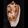 Conus textile ponderosa インドタガヤサンミナシ