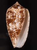 Conus textile ponderosa インドタガヤサンミナシ