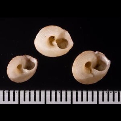 画像2: ハグルマシタダミ