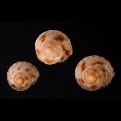 画像1: ハグルマシタダミ