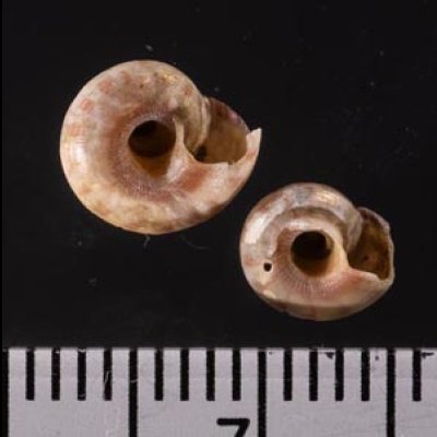 オヨギシタダミ Ethminolia nektonicafig.2