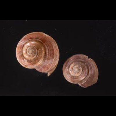 オヨギシタダミ Ethminolia nektonicafig.1