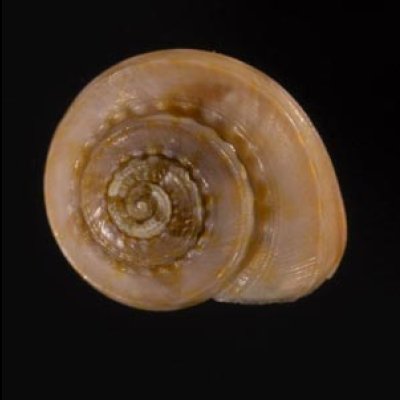 オヨギシタダミ Ethminolia nektonicafig.1