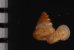 セキドウエントツノタウチガイ （仮称） Opisthostoma transequatorialisfig.2