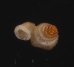 セキドウエントツノタウチガイ （仮称） Opisthostoma transequatorialisfig.3