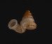 セキドウエントツノタウチガイ （仮称） Opisthostoma transequatorialisfig.1