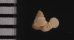 セキドウエントツノタウチガイ （仮称） Opisthostoma transequatorialisfig.2