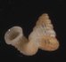 セキドウエントツノタウチガイ （仮称） Opisthostoma transequatorialisfig.1