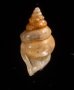 ウストゲゴマガイ (仮称) Diplommatina bicoronata bicoronatafig.2