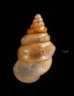 ウストゲゴマガイ (仮称) Diplommatina bicoronata bicoronatafig.3