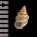 ウストゲゴマガイ (仮称) Diplommatina bicoronata bicoronatafig.2