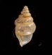 ウストゲゴマガイ (仮称) Diplommatina bicoronata bicoronatafig.3