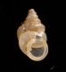 ウストゲゴマガイ (仮称) Diplommatina bicoronata bicoronatafig.1