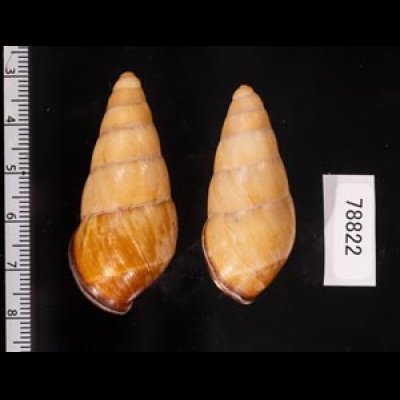 ハデタケノコマイマイ Helicostyla camelopardalisfig.2