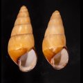 ハデタケノコマイマイ