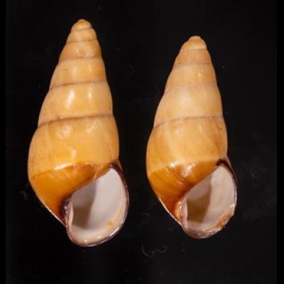 ハデタケノコマイマイ Helicostyla camelopardalisfig.1