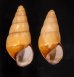 ハデタケノコマイマイ Helicostyla camelopardalisfig.1