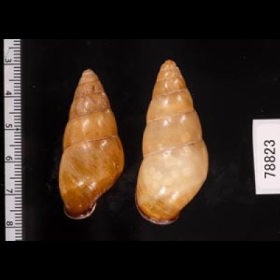 ハデタケノコマイマイ Helicostyla camelopardalisfig.2