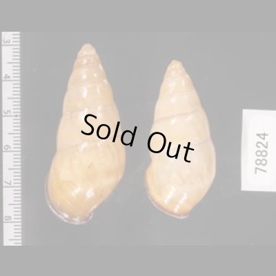 ハデタケノコマイマイ Helicostyla camelopardalisfig.2