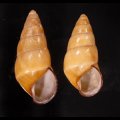 ハデタケノコマイマイ