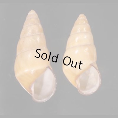 ハデタケノコマイマイ Helicostyla camelopardalisfig.1