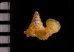 アデヤカエントツノタウチ (仮称) Opisthostoma concinnumfig.2