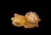 アデヤカエントツノタウチ (仮称) Opisthostoma concinnumfig.3