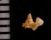 アデヤカエントツノタウチ (仮称) Opisthostoma concinnumfig.2