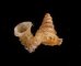 アデヤカエントツノタウチ (仮称) Opisthostoma concinnumfig.1