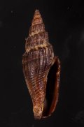 Vexillum subdivisum ヒロヒトスジミノムシ