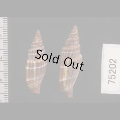 ヒロヒトスジミノムシ Vexillum subdivisumfig.2