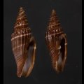 ヒロヒトスジミノムシ