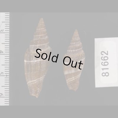 画像2: ヒロヒトスジミノムシ