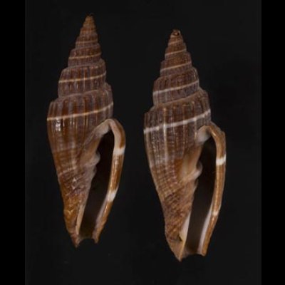 画像1: ヒロヒトスジミノムシ