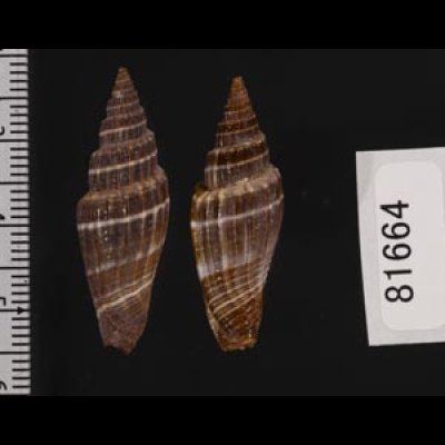 画像2: ヒロヒトスジミノムシ