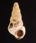 スインホウカワニナ (仮称) Brotia swinhoeifig.1