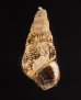 スインホウカワニナ (仮称) Brotia swinhoeifig.1