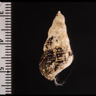 スインホウカワニナ (仮称) Brotia swinhoeifig.2