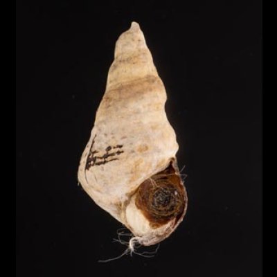 スインホウカワニナ (仮称) Brotia swinhoeifig.1