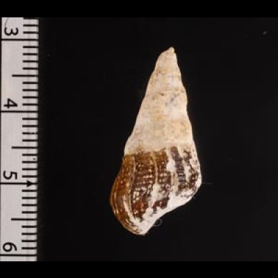 スインホウカワニナ (仮称) Brotia swinhoeifig.2