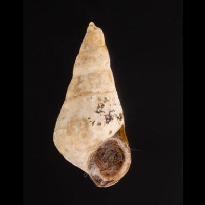 スインホウカワニナ (仮称) Brotia swinhoeifig.1