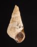 スインホウカワニナ (仮称) Brotia swinhoeifig.1
