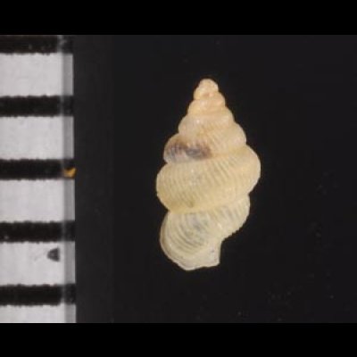 スマトラハナシゴマガイ (仮称) Diplommatina  ventricularisfig.2