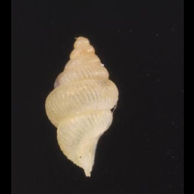 スマトラハナシゴマガイ (仮称) Diplommatina  ventricularisfig.3