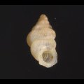 スマトラハナシゴマガイ (仮称)