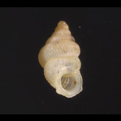 スマトラハナシゴマガイ (仮称) Diplommatina  ventricularisfig.1