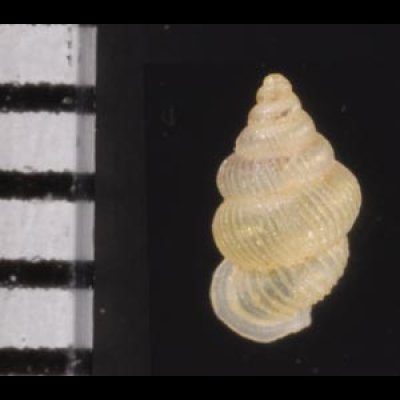 スマトラハナシゴマガイ (仮称) Diplommatina  ventricularisfig.2